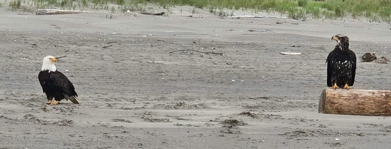 Two bald eagles on a wide, sandy Pacific Northwest beach. On the left, an adult with a distinct white head and tail stands directly on the sand, looking toward the right. On the right, a dark-feathered juvenile eagle perched regally on a large driftwood log, looking back toward the adult. The background shows beach grass and a hazy coastal sky.