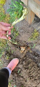A single flower bulb held against a backdrop of garden dirt and a pink gardening boot. The bulb has grown a long, curved, ghostly white stem that hooks sharply upward, showing its desperate attempt to find light while buried in a bag.
