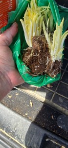 A hand holding a Walmart clearance bag of spring bulbs. The bulbs have sprouted long, ghostly white stems that are crowded together and reaching upward, having begun to grow while still trapped inside the packaging in a dark garage.