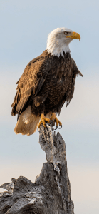 One of twenty bald eagles spotted during a Mother's Day morning drive along the sandy highway in Westport, Washington.